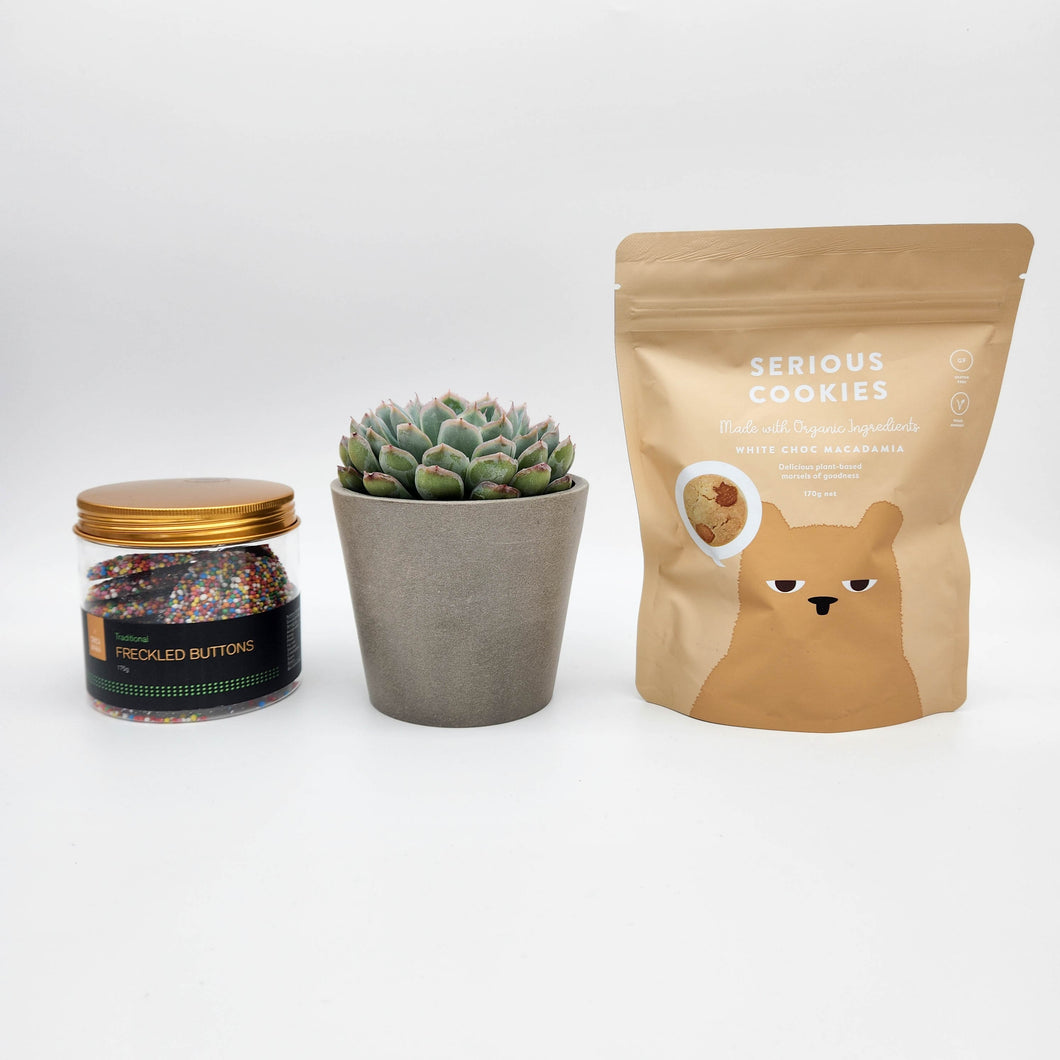 Thoughtful Sympathy Gift Hamper Box with Succulent