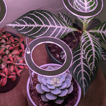Load image into Gallery viewer, Three Rings White Grow Lights
