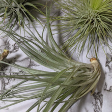 Load image into Gallery viewer, Tillandsia Air Plants Assorted 3 Pack - Medium
