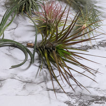 Load image into Gallery viewer, Tillandsia Air Plants Assorted 3 Pack - Medium
