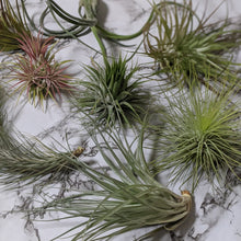Load image into Gallery viewer, Tillandsia Air Plants Assorted 3 Pack - Medium
