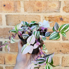 Load image into Gallery viewer, Tradescantia Fluminensis Tricolour - Variegated Pink - 100mm
