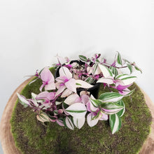 Load image into Gallery viewer, Tradescantia Fluminensis Tricolour - Variegated Pink - 100mm
