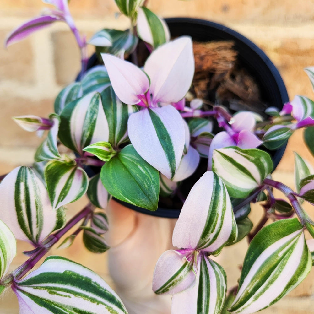 Tradescantia Fluminensis Tricolour - Variegated Pink - 100mm – Cheeky ...