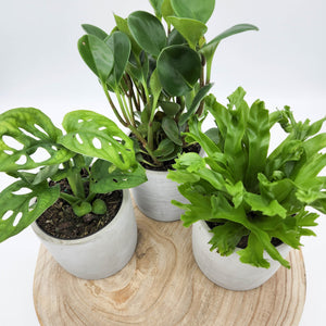 Trio Potted Houseplants in Cement Pots - Sydney Only