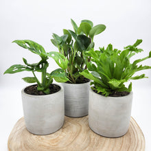 Load image into Gallery viewer, Trio Potted Houseplants in Cement Pots - Sydney Only
