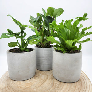 Trio Potted Houseplants in Cement Pots - Sydney Only
