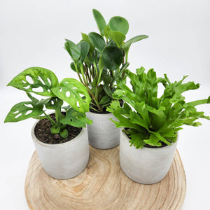 Trio Potted Houseplants in Cement Pots - Sydney Only