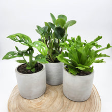Load image into Gallery viewer, Trio Potted Houseplants in Cement Pots - Sydney Only
