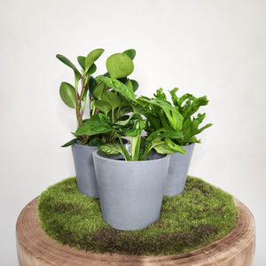 Trio Potted Indoor Plants in EcoPots - Sydney Only