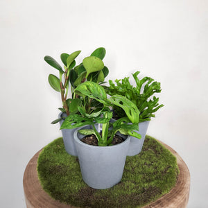Trio Potted Indoor Plants in EcoPots - Sydney Only
