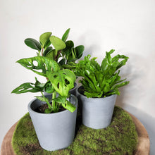 Load image into Gallery viewer, Trio Potted Indoor Plants in EcoPots - Sydney Only
