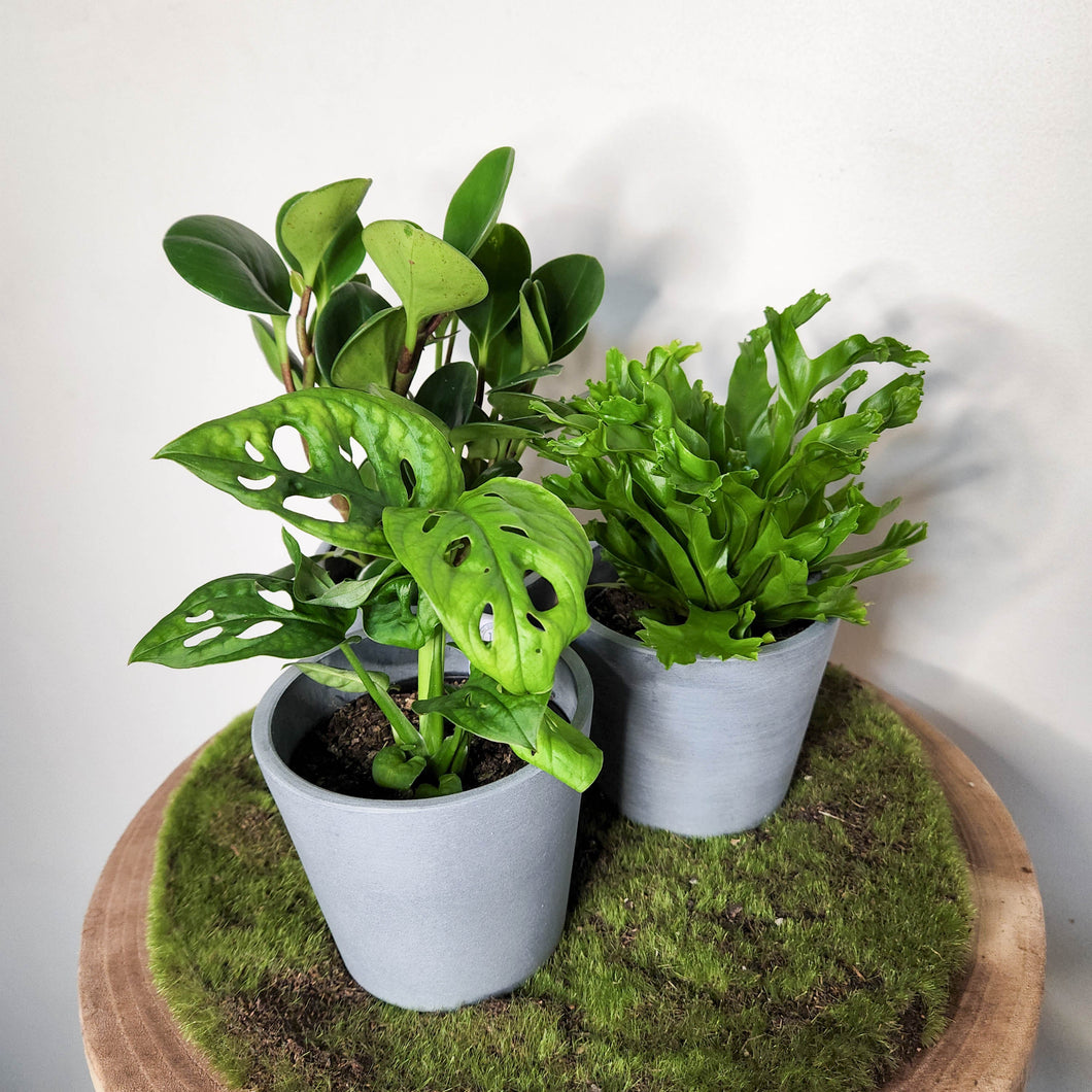 Trio Potted Indoor Plants in EcoPots - Sydney Only