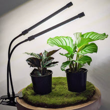 Load image into Gallery viewer, Two Headed White Grow Lights
