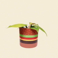 Assorted Potted Plant - CHOOSE YOUR CHEEKY POT - Sydney Only