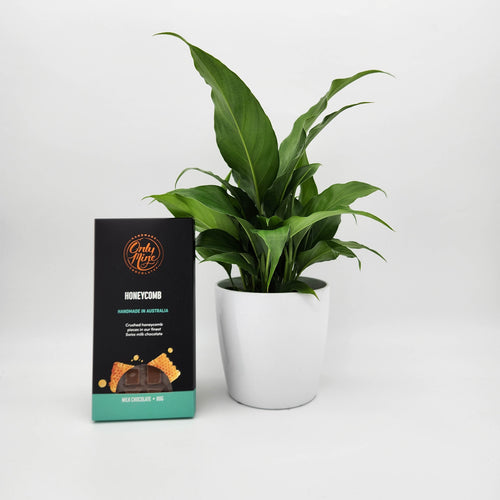 We're Thinking of You Gift - Peace Lily & Chocolate - Sydney Only