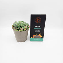Load image into Gallery viewer, We&#39;re Thinking of You Gift - Succulent &amp; Chocolate Gift Box
