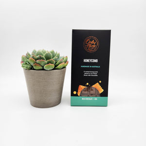 We're Thinking of You Gift - Succulent & Chocolate Gift Box