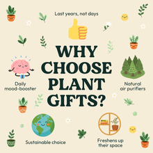 Load image into Gallery viewer, Positive Vibes - Plant Gift Box
