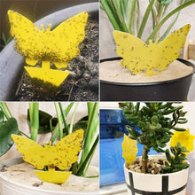 Load image into Gallery viewer, Yellow Insect Sticky Traps - Butterfly Shaped - Fungus Gnat Removal - Pack of 10
