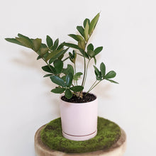 Load image into Gallery viewer, Zamia furfuracea Cardboard Plant - 150mm Ceramic Pot - Sydney Only
