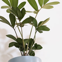 Load image into Gallery viewer, Zamia furfuracea Cardboard Plant - 150mm Ceramic Pot - Sydney Only
