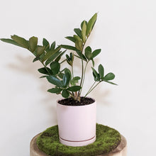 Load image into Gallery viewer, Zamia furfuracea Cardboard Plant - 150mm Ceramic Pot - Sydney Only
