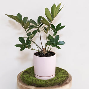 Zamia furfuracea Cardboard Plant - 150mm Ceramic Pot - Sydney Only