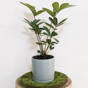 Zamia furfuracea Cardboard Plant - 150mm Ceramic Pot - Sydney Only