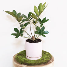 Load image into Gallery viewer, Zamia furfuracea Cardboard Plant - 150mm Ceramic Pot - Sydney Only
