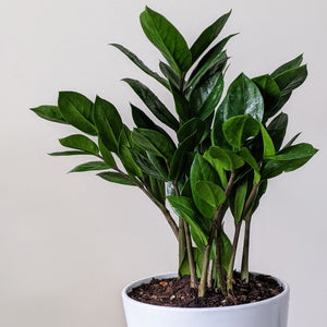 Zamioculcas zamiifolia / Zanzibar gem / ZZ Plant - 140mm Ceramic Pot - Sydney Only