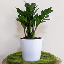 Load image into Gallery viewer, Zamioculcas zamiifolia / Zanzibar gem / ZZ Plant - 140mm Ceramic Pot - Sydney Only
