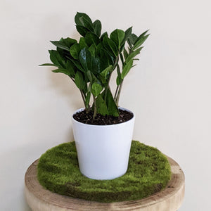 Zamioculcas zamiifolia / Zanzibar gem / ZZ Plant - 140mm Ceramic Pot - Sydney Only