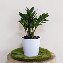 Load image into Gallery viewer, Zamioculcas zamiifolia / Zanzibar gem / ZZ Plant - 140mm Ceramic Pot - Sydney Only
