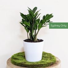 Load image into Gallery viewer, Zamioculcas zamiifolia / Zanzibar gem / ZZ Plant - 140mm Ceramic Pot - Sydney Only
