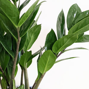 Zamioculcas zamiifolia / Zanzibar gem / ZZ Plant - 140mm Ceramic Pot - Sydney Only