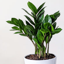 Load image into Gallery viewer, Zamioculcas zamiifolia / Zanzibar gem / ZZ Plant - 140mm Ceramic Pot - Sydney Only
