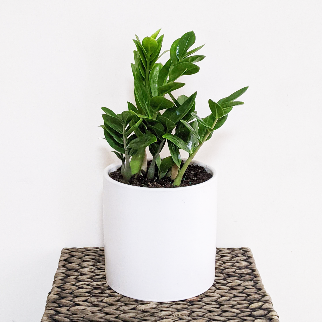 Zamioculcas zamiifolia / Zanzibar gem / ZZ Plant - 180mm Ceramic Pot - Sydney Only