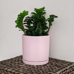 Zamioculcas zamiifolia 'Zenzi' Dwarf ZZ - 150mm Ceramic Pot - Sydney Only