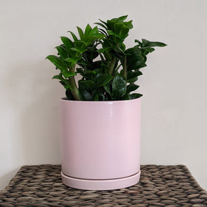 Zamioculcas zamiifolia 'Zenzi' Dwarf ZZ - 150mm Ceramic Pot - Sydney Only