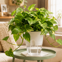 Load image into Gallery viewer, Self Watering Pot (15.3x18.2cmH)
