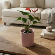 Anthurium Flamingo Flower - 140mm Ceramic Pot - Sydney Only
