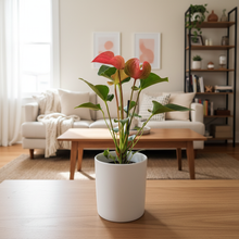Load image into Gallery viewer, Anthurium plant in living room setting
