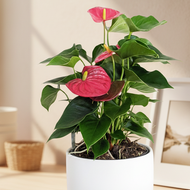 Anthurium Flamingo Flower - 180mm Ceramic Pot - Sydney Only