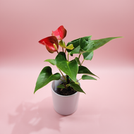 Anthurium with pink studio background