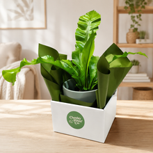 Load image into Gallery viewer, Assorted Indoor Plant in Sea Foam Ceramic Pot (18cmDx18.5cmH) - Sydney Only
