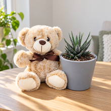 Load image into Gallery viewer, Teddy Bear &amp; Succulent Gift Box
