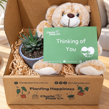 Load image into Gallery viewer, Teddy Bear &amp; Succulent Gift Box
