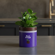 Best Frond - Moody Kitchen
