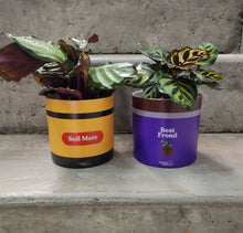 Load image into Gallery viewer, Best Mates Pot Pack - Cheeky Plant Co. Pots - 12.5cmD x 12cmH
